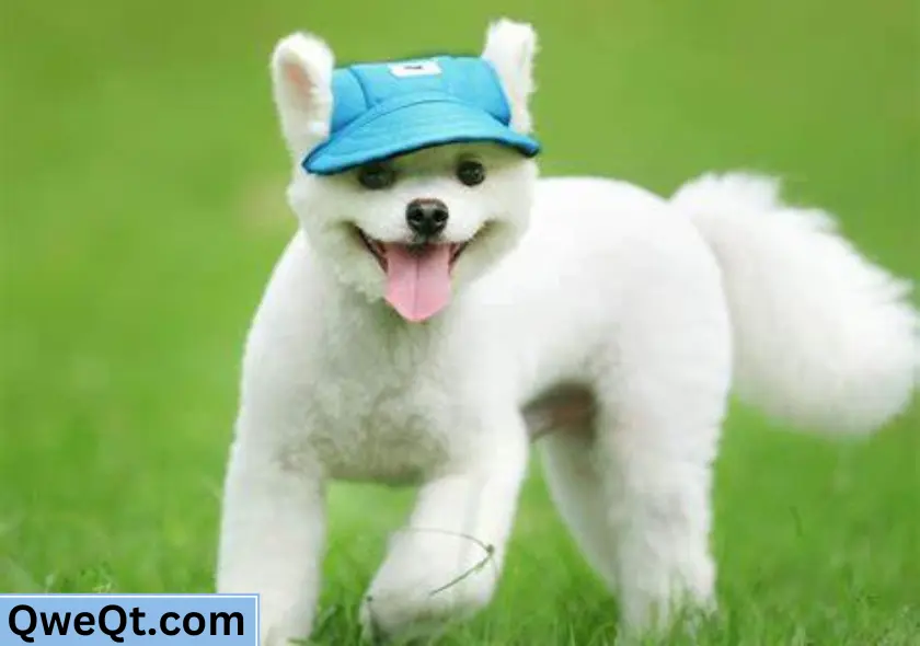 Pet Fashion Baseball Hats for Bunny and Dogs Best Baseball Hats